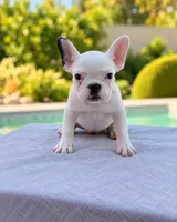 Rosie, a female French Bulldog for sale in Bakersfield, CA – 1 of 4