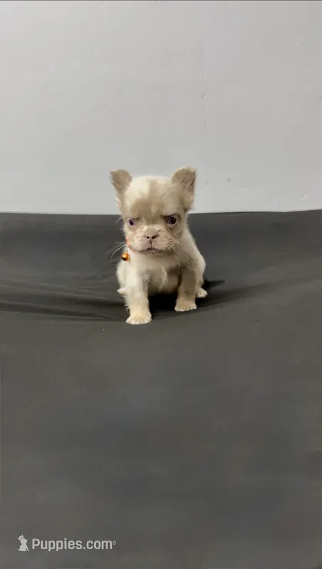 Fluffy new shade Isabella, a male French Bulldog for sale in Bakersfield, CA – 1 of 2