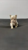 Fluffy new shade Isabella, a male French Bulldog for sale in Bakersfield, CA – 1 of 2