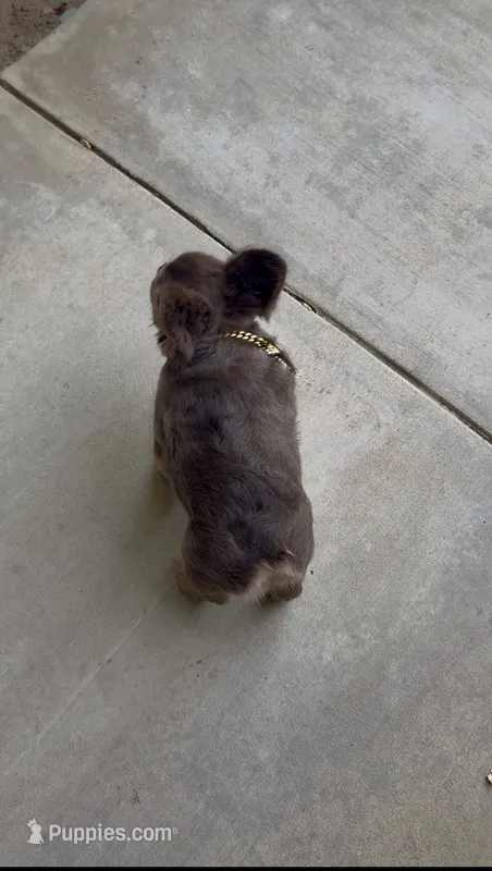 Bentley  – French Bulldog puppy for sale in Bakersfield, CA