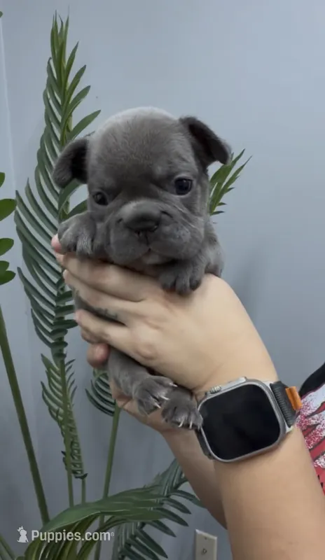 Stacy – French Bulldog puppy for sale in Bakersfield, CA