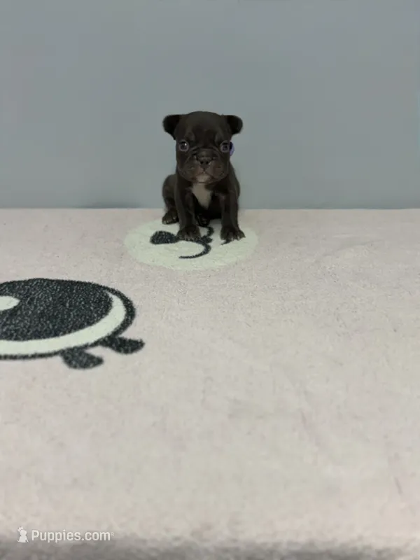 Zoey – French Bulldog puppy for sale in Bakersfield, CA