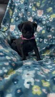 Stacy , a female Pug for sale in Bakersfield, CA – 2 of 3