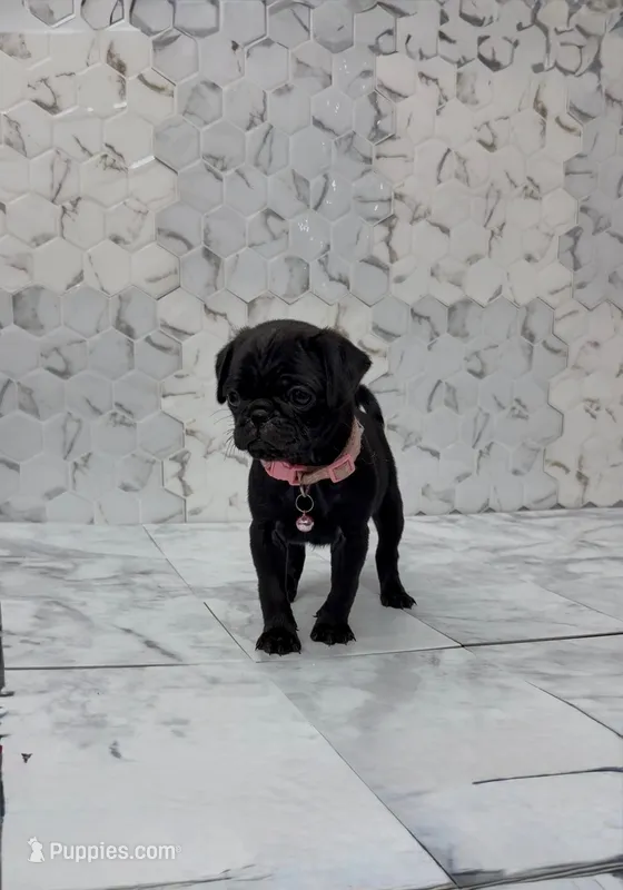 Pinky – Pug puppy for sale in Bakersfield, CA