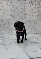 Pinky, a female Pug for sale in Bakersfield, CA – 1 of 1