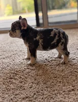 Luna, a female French Bulldog for sale in Bakersfield, CA – 3 of 4