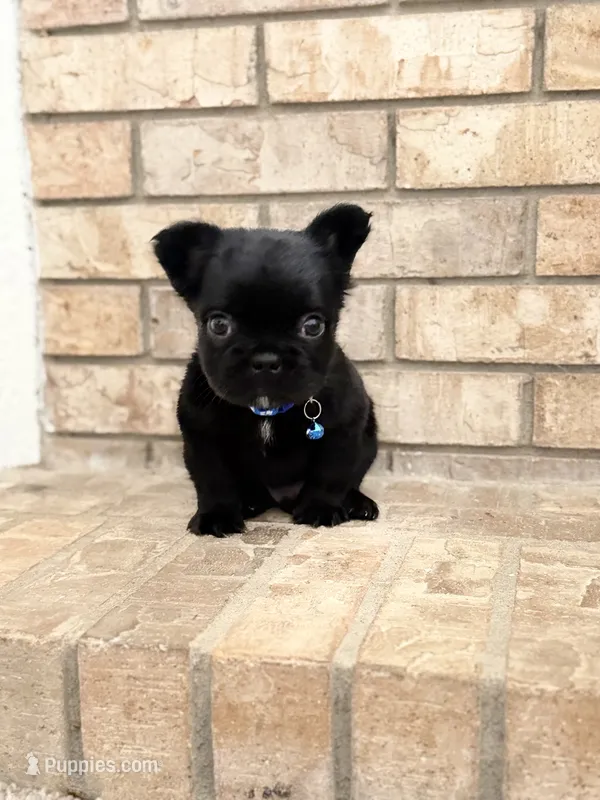 Bear – French Bulldog puppy for sale in Bakersfield, CA