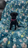 Stacy , a female Pug for sale in Bakersfield, CA – 3 of 3