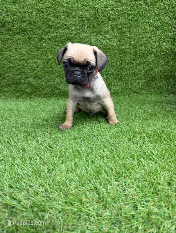 Rocky  – Pug puppy for sale in Bakersfield, CA