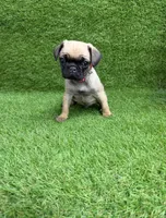 Rocky , a male Pug for sale in Bakersfield, CA – Photo 1 of 3