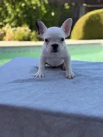 Rosie, a female French Bulldog for sale in Bakersfield, CA – 1 of 4