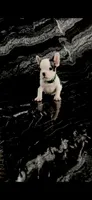 Lucky, a male French Bulldog for sale in Bakersfield, CA – 5 of 6
