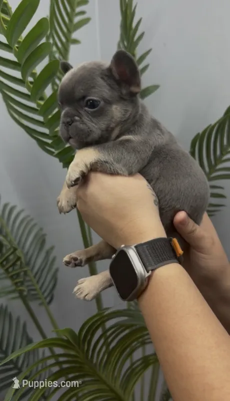 Milo – French Bulldog puppy for sale in Bakersfield, CA
