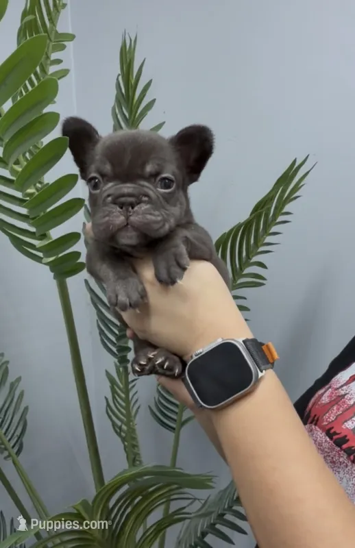 Valkyrie – French Bulldog puppy for sale in Bakersfield, CA