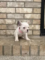 Rosie, a female French Bulldog for sale in Bakersfield, CA – 6 of 7