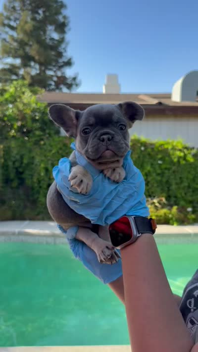 Shelby , a female French Bulldog for sale in Bakersfield, CA – 5 of 5