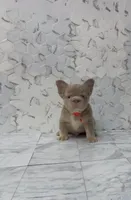 Bentley , a male French Bulldog for sale in Bakersfield, CA – 5 of 6