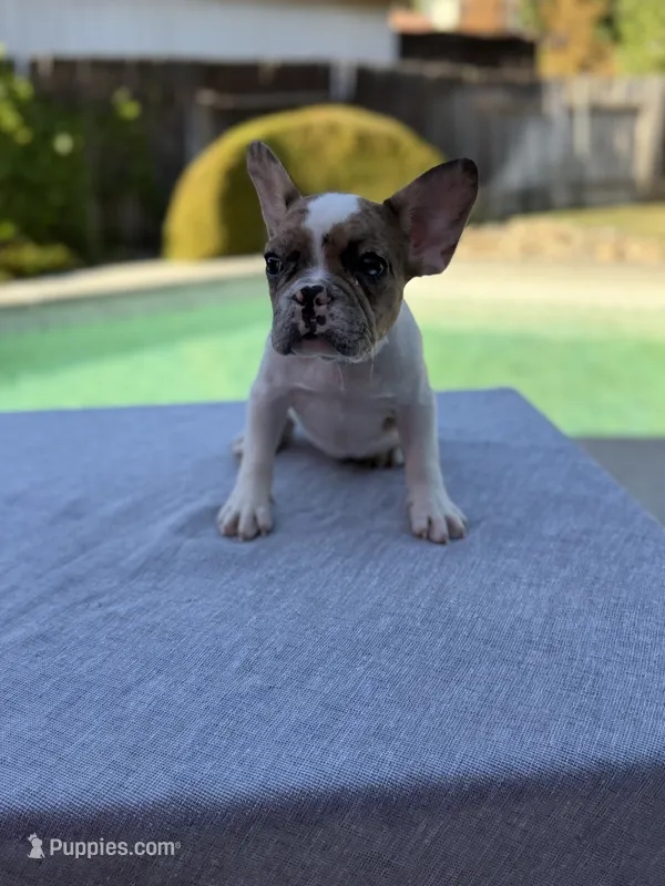 Nala  – French Bulldog puppy for sale in Bakersfield, CA