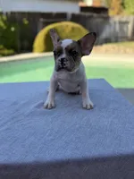 Nala , a female French Bulldog for sale in Bakersfield, CA – 1 of 4