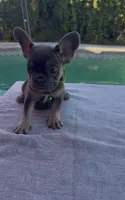 Shelby , a female French Bulldog for sale in Bakersfield, CA – 2 of 3