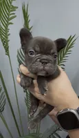Valkyrie, a female French Bulldog for sale in Bakersfield, CA – 2 of 5