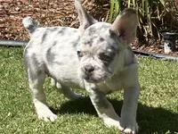 Lilac Merle, a female French Bulldog for sale in Bakersfield, CA – Photo 1 of 4