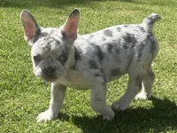 Lilac Merle, a female French Bulldog for sale in Bakersfield, CA – Photo 4 of 4