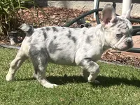 Lilac Merle, a female French Bulldog for sale in Bakersfield, CA – Photo 2 of 4