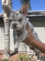 Lilac Merle, a female French Bulldog for sale in Bakersfield, CA – Photo 3 of 4