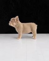 Bentley , a male French Bulldog for sale in Bakersfield, CA – 4 of 6