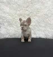 New Shade Isabella Merle , a male French Bulldog for sale in Bakersfield, CA – 3 of 3