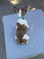 Nala , a female French Bulldog for sale in Bakersfield, CA – 2 of 4