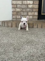 Rosie, a female French Bulldog for sale in Bakersfield, CA – 2 of 7