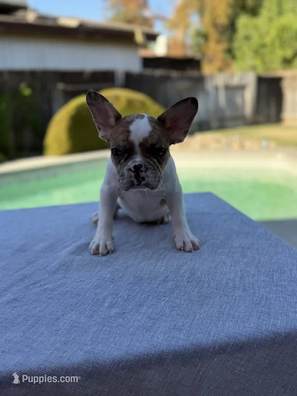 Nala – French Bulldog puppy for sale in Bakersfield, CA
