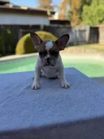 Nala, a female French Bulldog for sale in Bakersfield, CA – 1 of 4