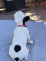 Rosie, a female French Bulldog for sale in Bakersfield, CA – 4 of 5