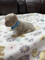 Fluffy new shade Isabella merle, a male French Bulldog for sale in Bakersfield, CA – Photo 5 of 5