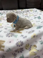 Fluffy new shade Isabella merle, a male French Bulldog for sale in Bakersfield, CA – Photo 3 of 5