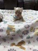 Fluffy new shade Isabella merle, a male French Bulldog for sale in Bakersfield, CA – Photo 4 of 5