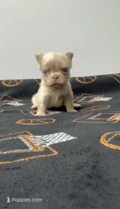 Fluffy new shade Isabella merle – French Bulldog puppy for sale in Bakersfield, CA
