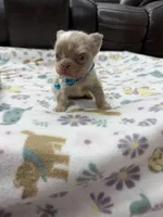 Fluffy new shade Isabella merle, a male French Bulldog for sale in Bakersfield, CA – Photo 1 of 5