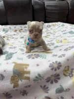 Fluffy new shade Isabella merle, a male French Bulldog for sale in Bakersfield, CA – Photo 2 of 5