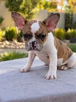 Nala, a female French Bulldog for sale in Bakersfield, CA – 4 of 4