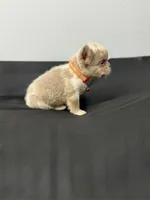 Fluffy new shade Isabella, a male French Bulldog for sale in Bakersfield, CA – 2 of 2