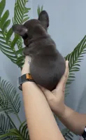 Valkyrie, a female French Bulldog for sale in Bakersfield, CA – 4 of 5