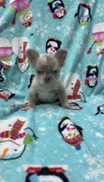 Fluffy new shade Isabella, a male French Bulldog for sale in Bakersfield, CA – 2 of 4