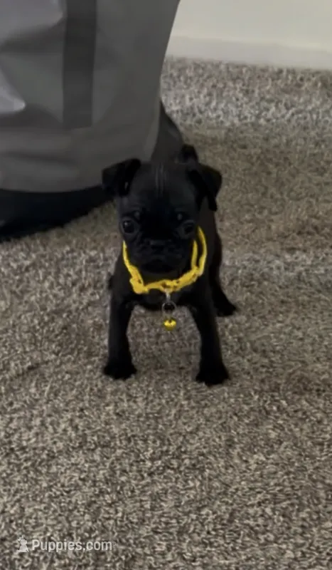 Kobe – Pug puppy for sale in Bakersfield, CA