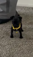 Kobe, a male Pug for sale in Bakersfield, CA – 1 of 4