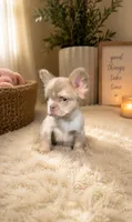 Fluffy new shade isabella, a male French Bulldog for sale in Bakersfield, CA – 3 of 4