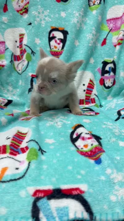 Fluffy new shade Isabella, a male French Bulldog for sale in Bakersfield, CA – 4 of 4